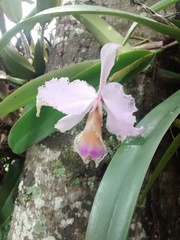 Cattleya