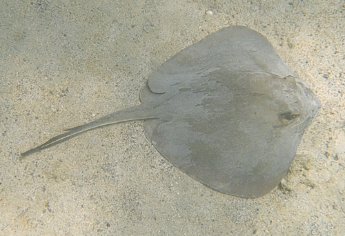 Diamond stingray (Hypanus dipterurus) — Dasyatidae — 4