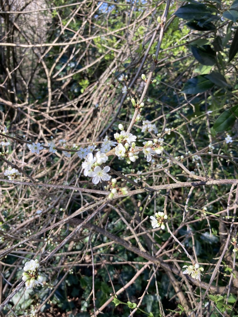 plums, cherries, and allies from Brooklands Park, Lancing, England, GB ...