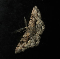 Hypomecis externaria