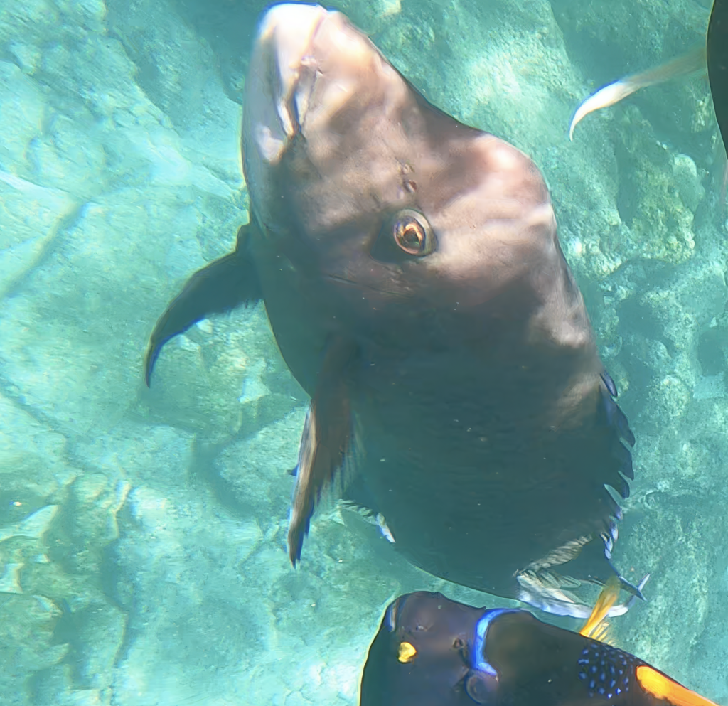 Photo of Mexican hogfish (Bodianus diplotaenia)