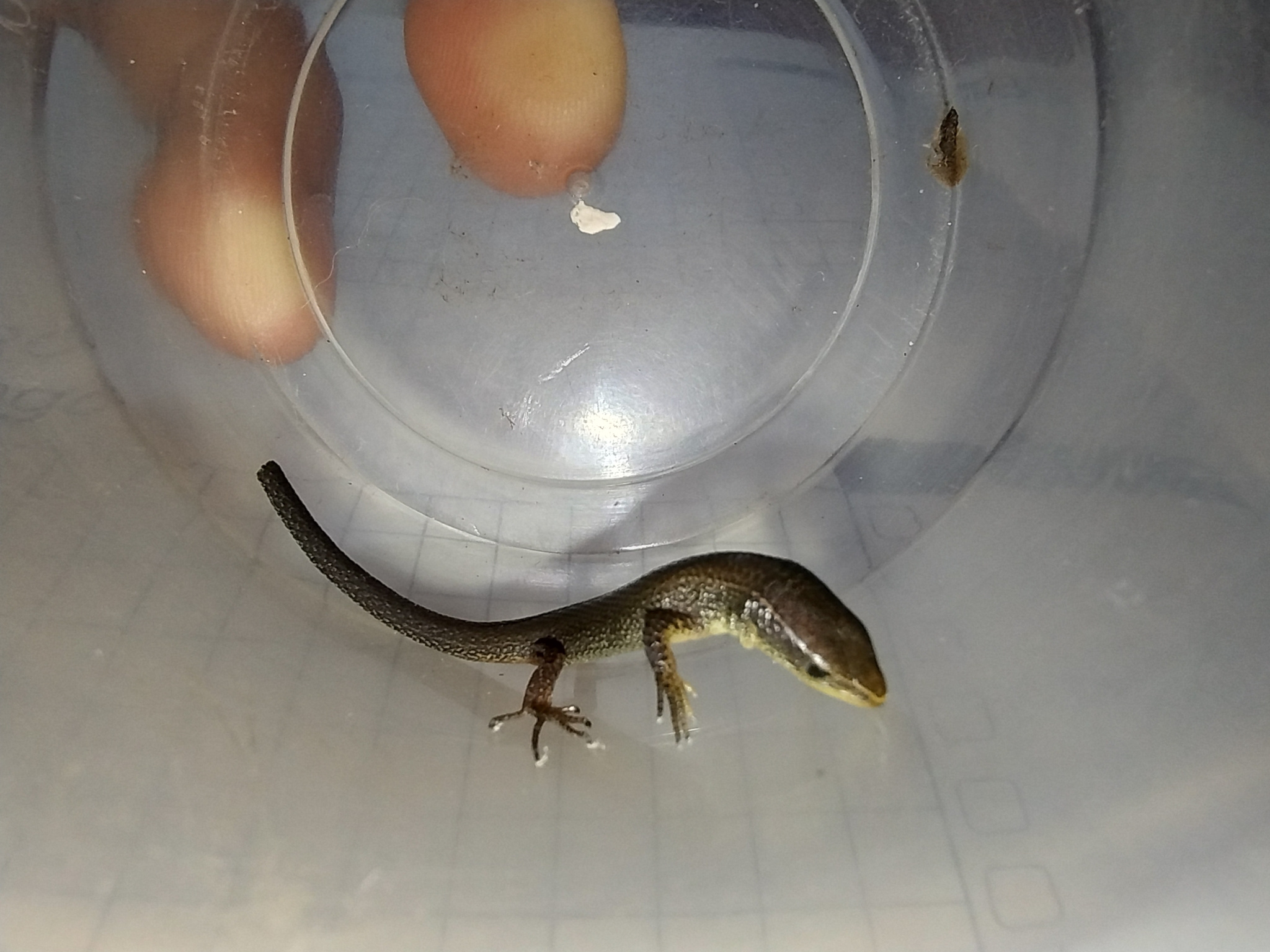 Macropholidus annectens image