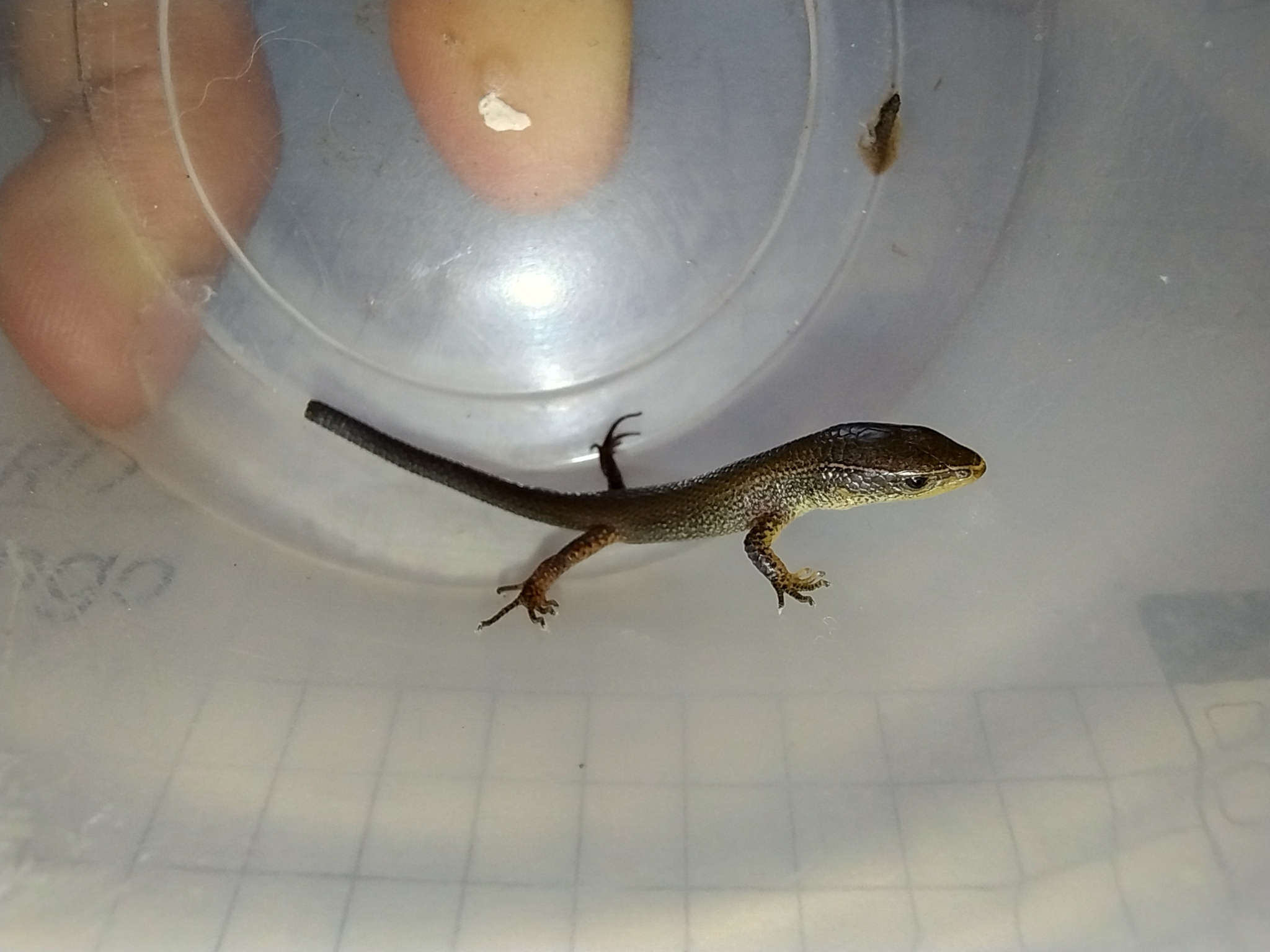 Macropholidus image
