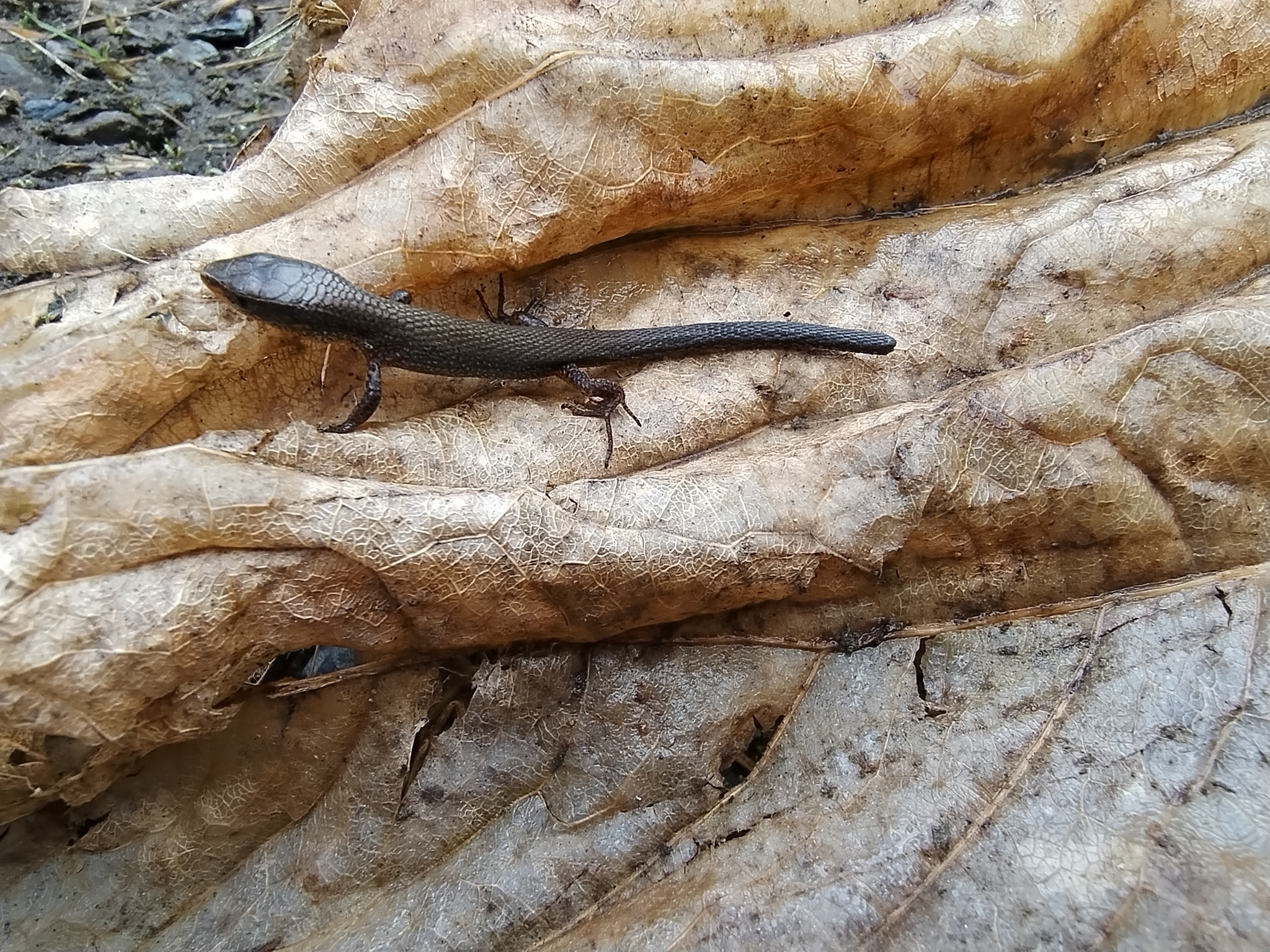 Macropholidus annectens image