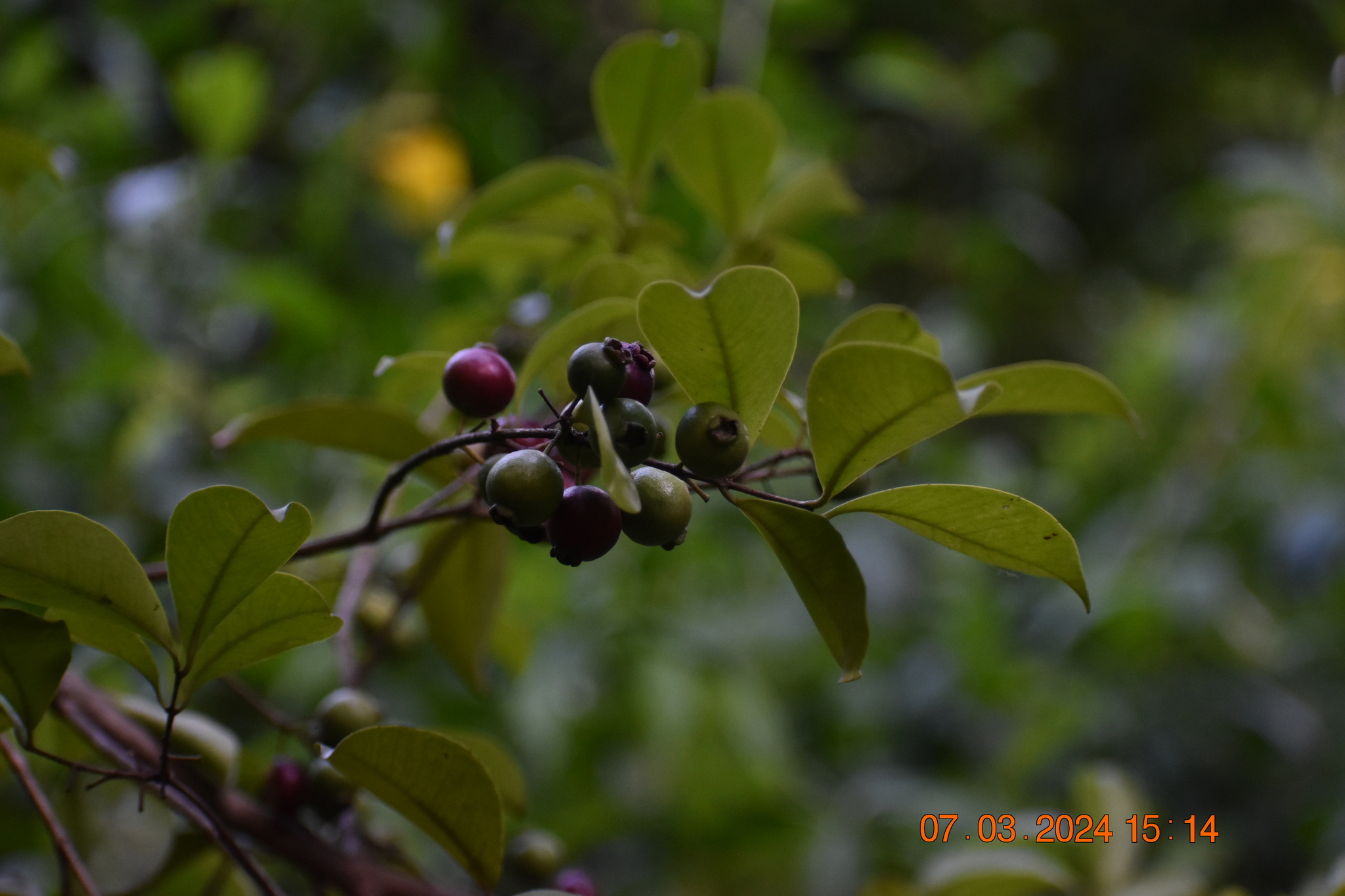 Psidium cattleianum