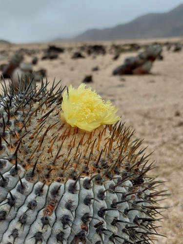 Copiapoa cinerea ssp. columna-alba