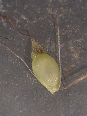 Rhynchospora mixta