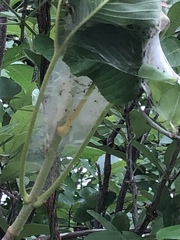 Malacosoma americana