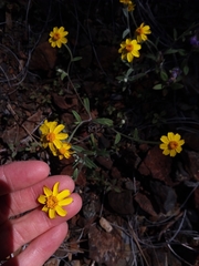Eriophyllum congdonii
