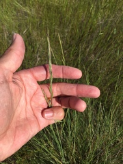 Festuca idahoensis