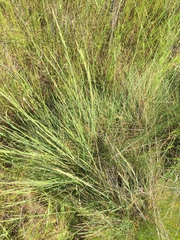Festuca idahoensis