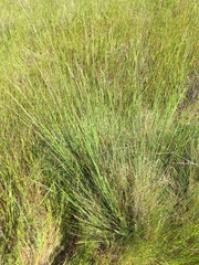 Festuca idahoensis