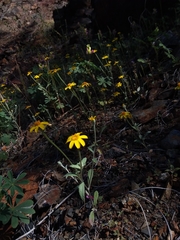 Eriophyllum congdonii