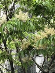Sambucus sieboldiana