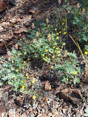 Eriophyllum congdonii