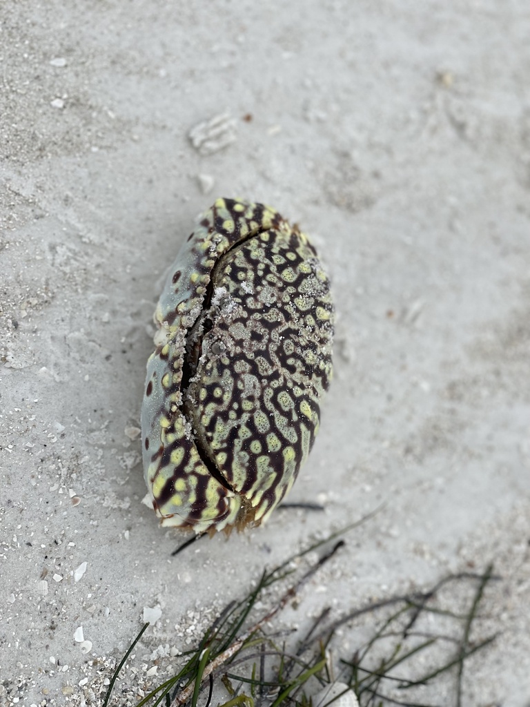 Flame Streaked Box Crab from Honeymoon Island State Park, Dunedin, FL ...