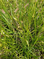 Carex cherokeensis