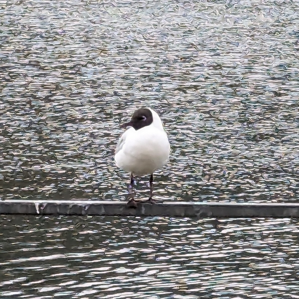 Black-headed Gull from Portland Building, University of Nottingham ...