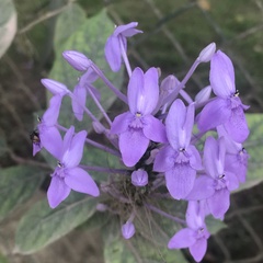 (c) Алёна Осипова, some rights reserved (CC BY) Pseuderanthemum graciliflorum, photograph (c) Алёна Осипова, some rights reserved (CC BY)
