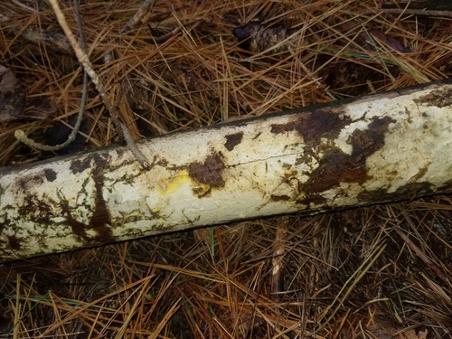 Representative image of Amylocorticium