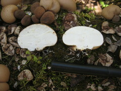 Apioperdon pyriforme image