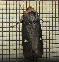 Proteuxoa cinereicollis