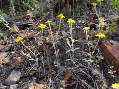 Eriophyllum congdonii