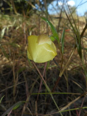 Calochortus