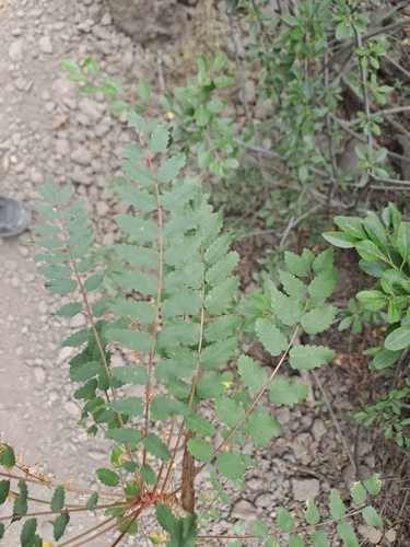 Image of Marcetella moquiniana by (c) Amelie Jorns, some rights reserved (CC BY)