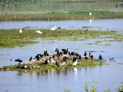 Anhinga melanogaster