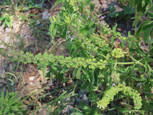 Image of Ocimum americanum by no rights reserved