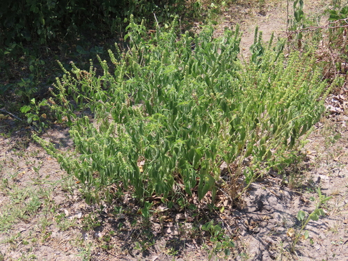 Image of Ocimum americanum by no rights reserved