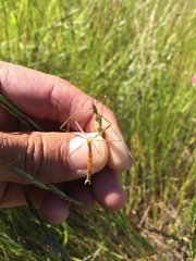 Apterobittacus apterus
