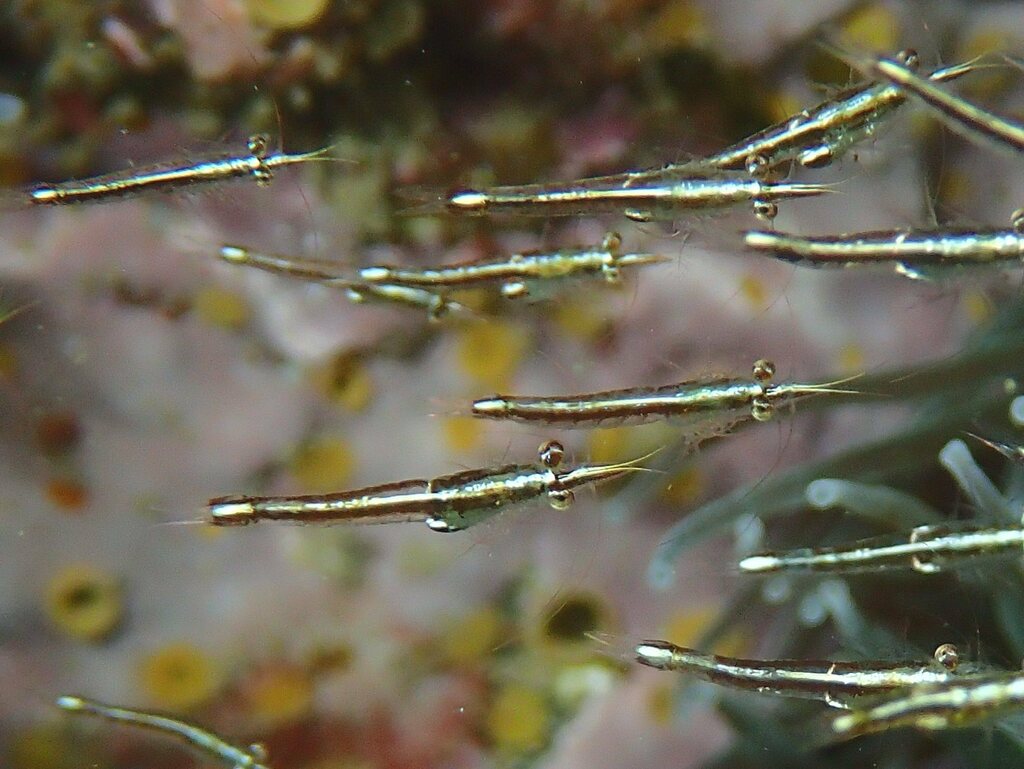 Mysidae