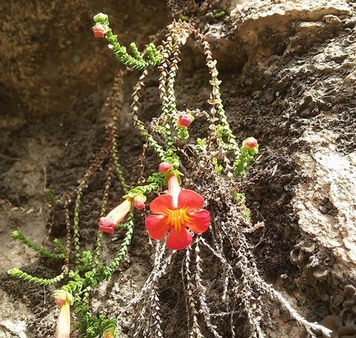 Ourisia polyantha · iNaturalist