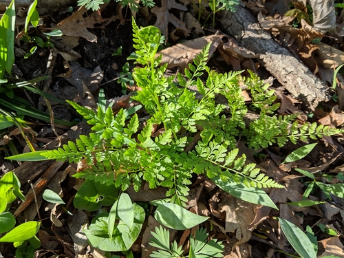 Cystopteris protrusa