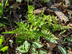 Cystopteris protrusa