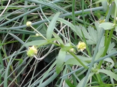 Ranunculus parviflorus