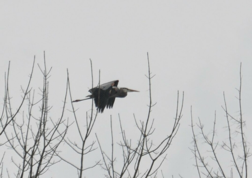 Great blue heron from grenada county ms usa on march 7 2024 at 01 24