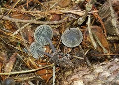 Mycena robusta