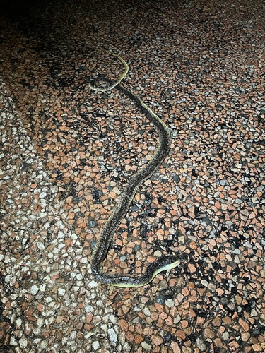 Common Tree Snake sighting