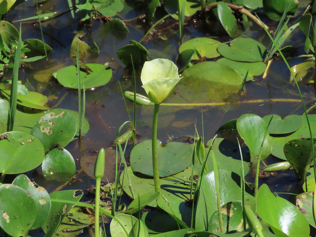 Thủy quỳnh – Hydrocleys nymphoides