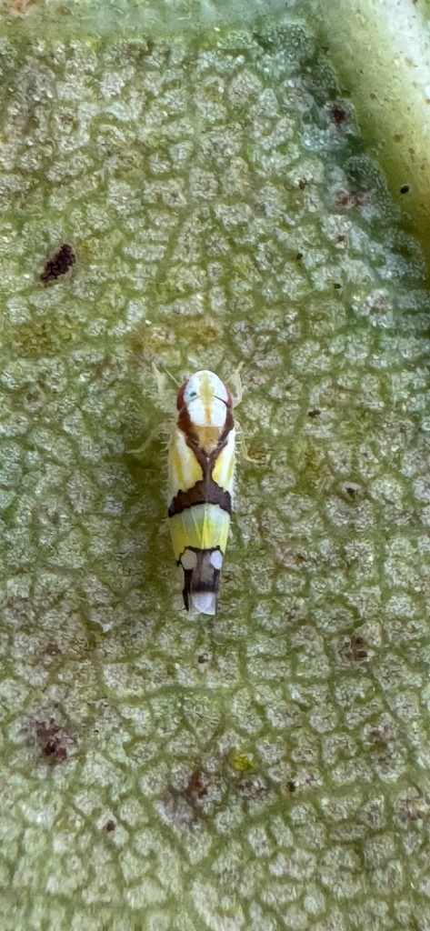 Rabela tabebuiae