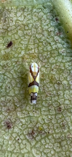 Rabela tabebuiae