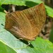 Pear-winged Leafwing Butterfly - Photo (c) alessandradalia, some rights reserved (CC BY-SA), uploaded by alessandradalia