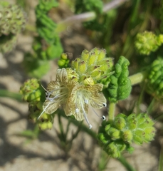 Phacelia malvifolia