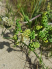 Phacelia malvifolia