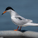 Forster's Tern - Photo (c) Bert Filemyr, some rights reserved (CC BY-NC), uploaded by Bert Filemyr