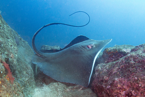Longtail stingray (Hypanus longus) — Dasyatidae