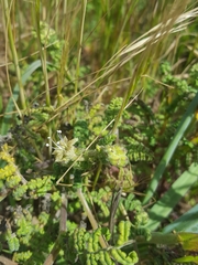 Phacelia malvifolia